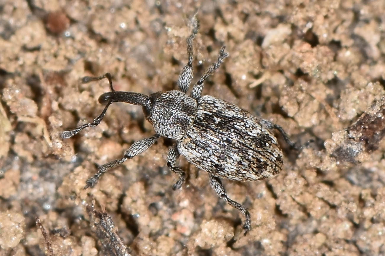 Curculionidae: Smicronyx sp.?  S, Smicronyx jungermanniae
